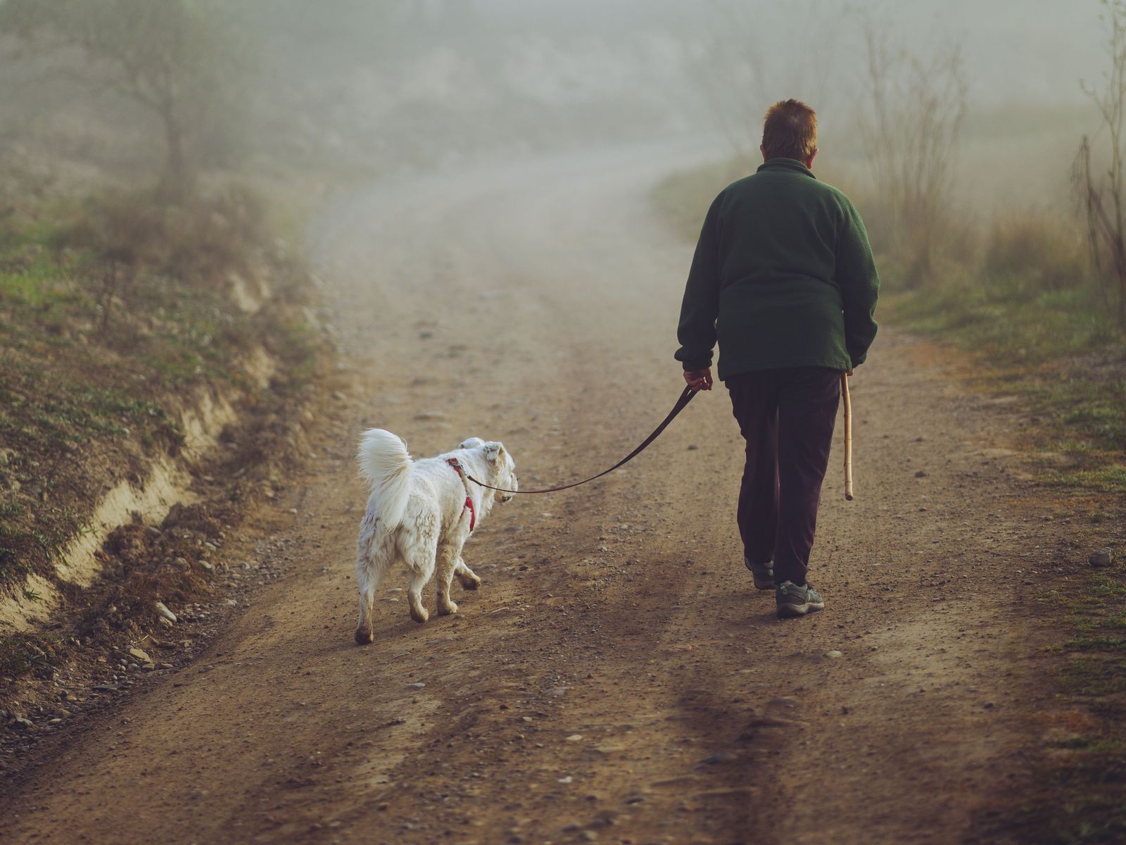 A person walking a white dog along a foggy, hazy dirt road at first light.
